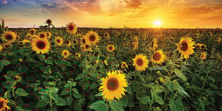 Sunflowers in a field